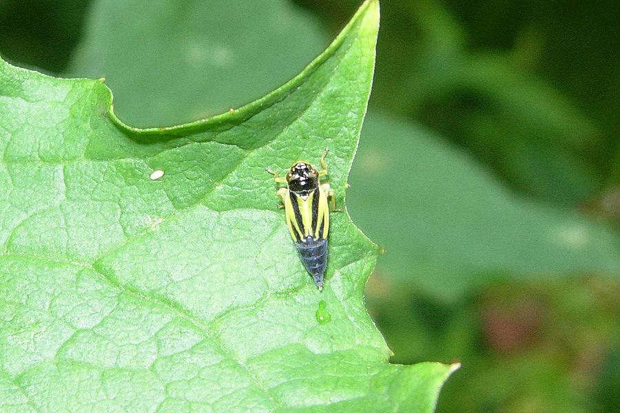 Evacanthus interruptus